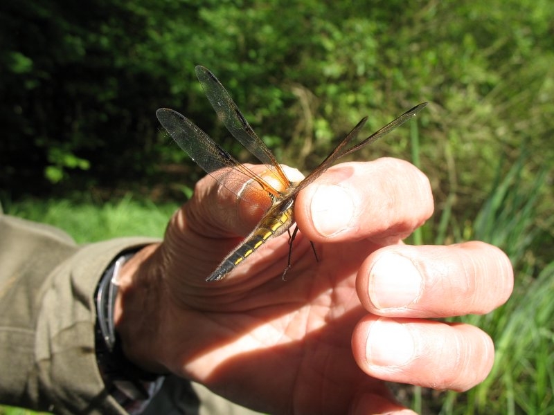 Bonne mare 17 juin 2006 003